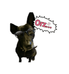 TW DOG DODO（個別スタンプ：2）
