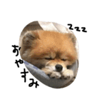 ぽんくん（個別スタンプ：3）