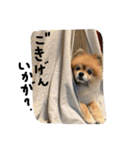 ぽんくん（個別スタンプ：5）