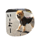 ぽんくん（個別スタンプ：9）