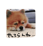 ぽんくん（個別スタンプ：14）