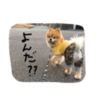 ぽんくん（個別スタンプ：21）