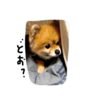 ぽんくん（個別スタンプ：23）