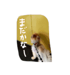 ぽんくん（個別スタンプ：26）