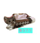 飼い猫飼い犬の日常編（個別スタンプ：1）
