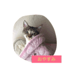 飼い猫飼い犬の日常編（個別スタンプ：6）