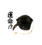 京都会員制ラーメン店 天歩 愉快な仲間たち（個別スタンプ：3）
