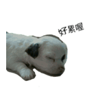 Gogo-dog（個別スタンプ：2）