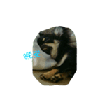 Gogo-dog（個別スタンプ：5）