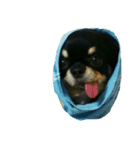 Gogo-dog（個別スタンプ：6）