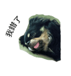 Gogo-dog（個別スタンプ：8）