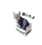 モモとキク その3（個別スタンプ：7）