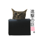 ぐうたらニャンコ（個別スタンプ：5）