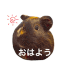 我が家の愉快な仲間たち（個別スタンプ：5）