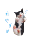 我が家の愉快な仲間たち（個別スタンプ：6）