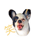 我が家の愉快な仲間たち（個別スタンプ：10）