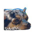 我が家の愉快な仲間たち（個別スタンプ：20）