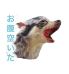 我が家の愉快な仲間たち（個別スタンプ：38）