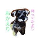 シュナウザーの毎日（個別スタンプ：4）