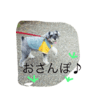 シュナウザーの毎日（個別スタンプ：5）
