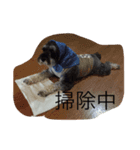 シュナウザーの毎日（個別スタンプ：6）