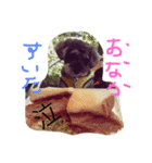 シュナウザーの毎日（個別スタンプ：7）