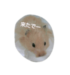それいけ！ネズミーズ3（個別スタンプ：21）