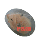 それいけ！ネズミーズ3（個別スタンプ：23）