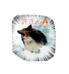 シェルティのメープル君（個別スタンプ：4）