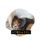 シェルティのメープル君（個別スタンプ：7）