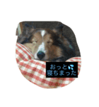 シェルティのメープル君（個別スタンプ：8）