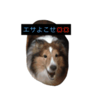 シェルティのメープル君（個別スタンプ：9）