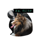 シェルティのメープル君（個別スタンプ：16）