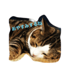 ケンケンスタンプ（個別スタンプ：1）