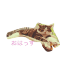 ケンケンスタンプ（個別スタンプ：2）