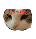 ケンケンスタンプ（個別スタンプ：3）