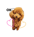 愛犬のプードルちゃん♡.1（個別スタンプ：2）