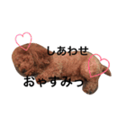 愛犬のプードルちゃん♡.1（個別スタンプ：5）