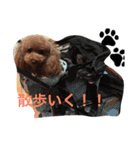 愛犬のプードルちゃん♡.1（個別スタンプ：6）