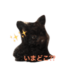 愛犬のプードルちゃん♡.1（個別スタンプ：7）