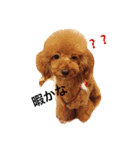 愛犬のプードルちゃん♡.1（個別スタンプ：8）