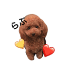 愛犬のプードルちゃん♡.1（個別スタンプ：9）
