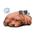 愛犬のプードルちゃん♡.1（個別スタンプ：12）