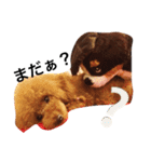 愛犬のプードルちゃん♡.1（個別スタンプ：13）