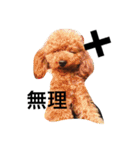 愛犬のプードルちゃん♡.1（個別スタンプ：14）