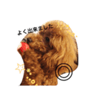 愛犬のプードルちゃん♡.1（個別スタンプ：17）