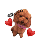 愛犬のプードルちゃん♡.1（個別スタンプ：18）