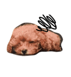 愛犬のプードルちゃん♡.1（個別スタンプ：20）