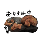 愛犬のプードルちゃん♡.1（個別スタンプ：21）