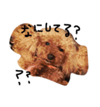 愛犬のプードルちゃん♡.1（個別スタンプ：24）
